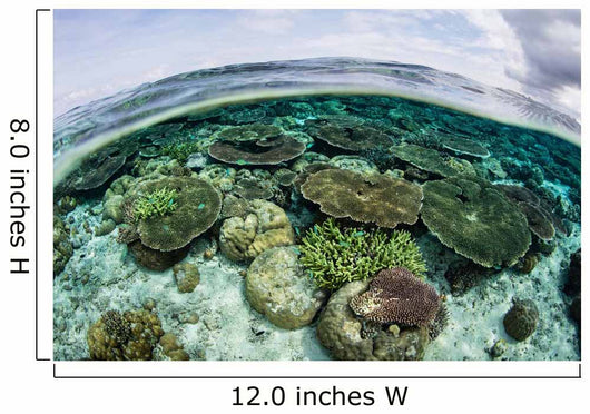 Shallow Coral Reef Thrives Wall Decal Design 5