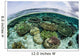 Shallow Coral Reef Thrives Wall Decal Design 5