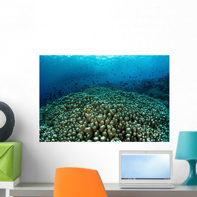 School Fish above Beautiful Wall Decal shown on a wall
