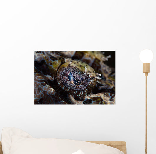 Eye Crocodilefish Wakatobi National Wall Decal
