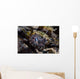 Eye Crocodilefish Wakatobi National Wall Decal