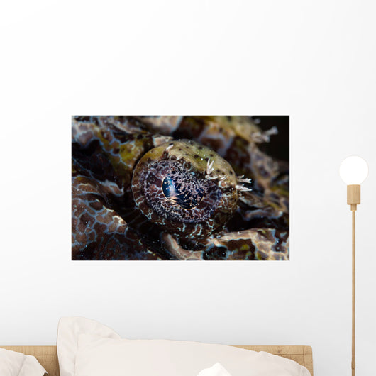 Eye Crocodilefish Wakatobi National Wall Decal