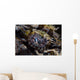 Eye Crocodilefish Wakatobi National Wall Decal