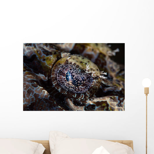 Eye Crocodilefish Wakatobi National Wall Decal