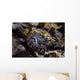 Eye Crocodilefish Wakatobi National Wall Decal