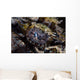 Eye Crocodilefish Wakatobi National Wall Decal