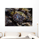 Eye Crocodilefish Wakatobi National Wall Decal