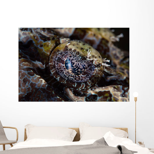 Eye Crocodilefish Wakatobi National Wall Decal