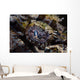 Eye Crocodilefish Wakatobi National Wall Decal