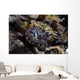 Eye Crocodilefish Wakatobi National Wall Decal