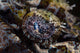 Eye Crocodilefish Wakatobi National Wall Decal