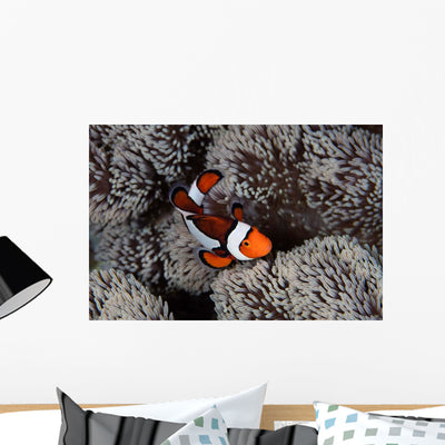 Clownfish Swims among Tentacles Wall Decal Design 2 shown on a wall