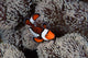 Clownfish Swims among Tentacles Wall Decal Design 2