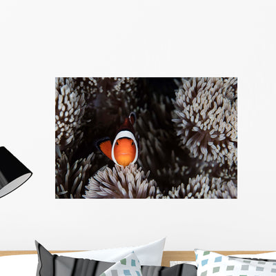 Clownfish Swims among Tentacles Wall Decal Design 1 shown on a wall