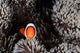 Clownfish Swims among Tentacles Wall Decal Design 1