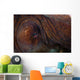 Detail Eye Octopus  Wall Decal Design 2