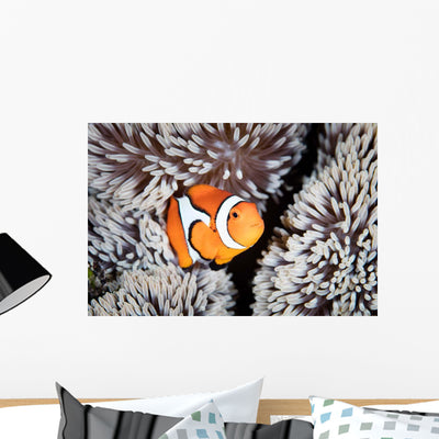 False Anemonefish Amphiprion Ocellaris Wall Decal shown on a wall