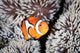 False Anemonefish Amphiprion Ocellaris Wall Decal