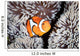 False Anemonefish Amphiprion Ocellaris Wall Decal