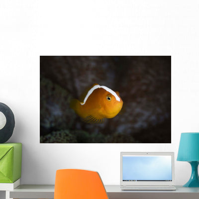 Orange Anemonefish Amphiprion Sandaracinos Wall Decal shown on a wall