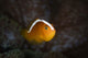 Orange Anemonefish Amphiprion Sandaracinos Wall Decal