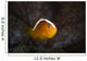 Orange Anemonefish Amphiprion Sandaracinos Wall Decal