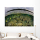 Shallow Coral Reef Thrives Wall Decal Design 4