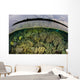Shallow Coral Reef Thrives Wall Decal Design 4