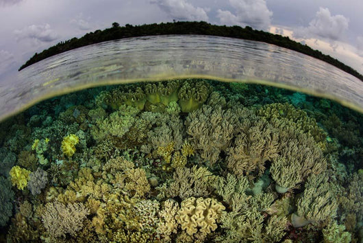 Shallow Coral Reef Thrives Wall Decal Design 4