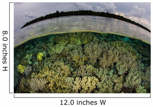 Shallow Coral Reef Thrives Wall Decal Design 4
