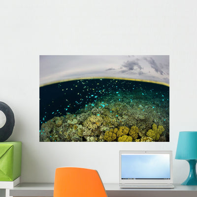 Shallow Coral Reef Thrives Wall Decal Design 3 shown on a wall