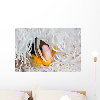Clark's Anemonefish Swims among Wall Decal shown on a wall