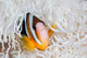 Clark's Anemonefish Swims among Wall Decal