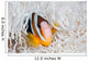 Clark's Anemonefish Swims among Wall Decal