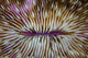 Detail Mushroom Coral Fungi Wall Decal Design 2