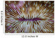 Detail Mushroom Coral Fungi Wall Decal Design 2
