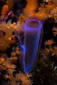 Delicate Tunicate Grows amid Wall Decal
