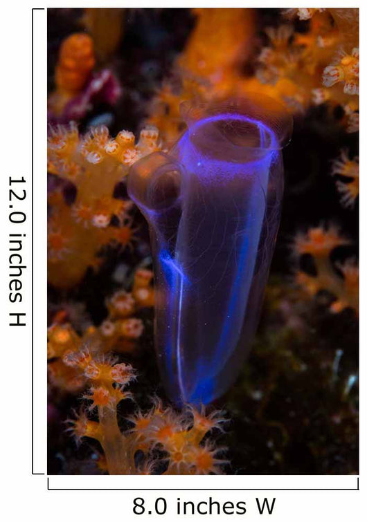 Delicate Tunicate Grows amid Wall Decal