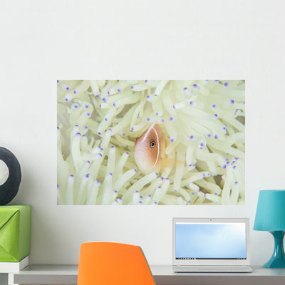 Pink Anemonefish Swims among Wall Decal Design 2 shown on a wall