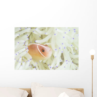 Pink Anemonefish Swims among Wall Decal Design 1 shown on a wall
