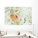 Pink Anemonefish Swims among Wall Decal Design 1