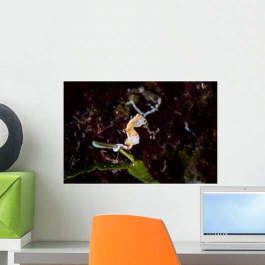 Pontohi Pygmy Seahorse Hippocampus Wall Decal Design 3