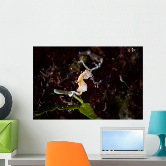 Pontohi Pygmy Seahorse Hippocampus Wall Decal Design 3