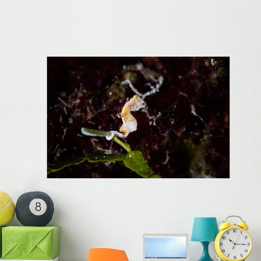 Pontohi Pygmy Seahorse Hippocampus Wall Decal Design 3