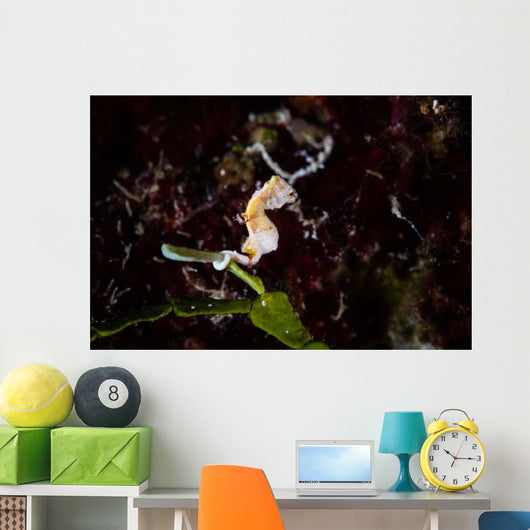 Pontohi Pygmy Seahorse Hippocampus Wall Decal Design 3
