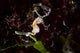 Pontohi Pygmy Seahorse Hippocampus Wall Decal Design 3