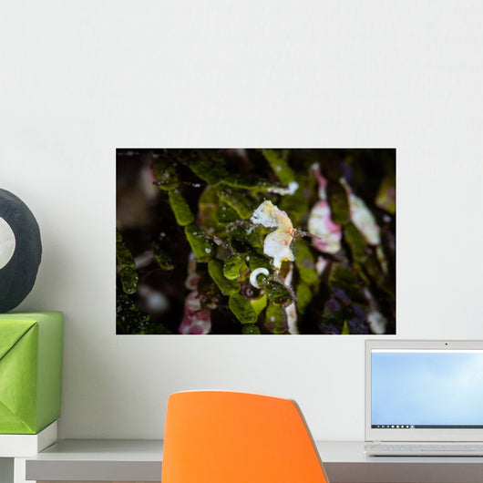 Pontohi Pygmy Seahorse Hippocampus Wall Decal Design 2