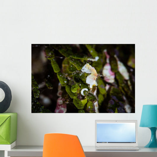 Pontohi Pygmy Seahorse Hippocampus Wall Decal Design 2
