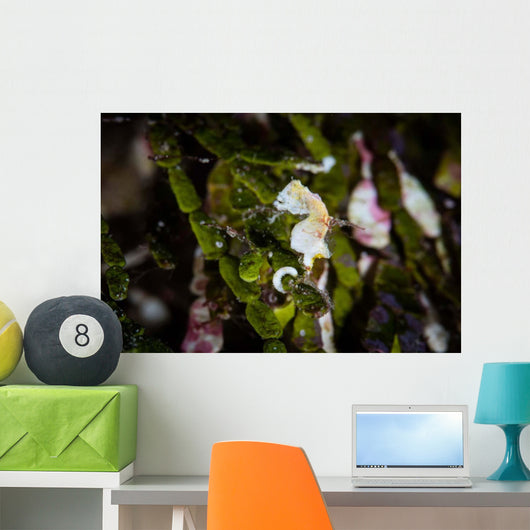 Pontohi Pygmy Seahorse Hippocampus Wall Decal Design 2