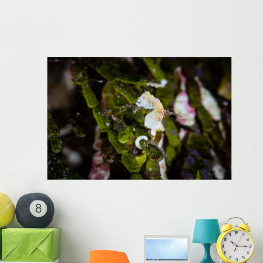 Pontohi Pygmy Seahorse Hippocampus Wall Decal Design 2
